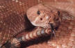 rattlesnake